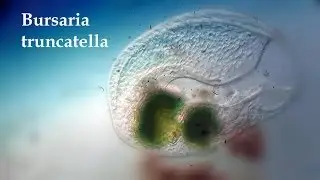 Bursaria truncatella
