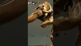 Сможем ли мы вернуть вымерших динозавров? 🦟