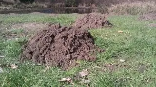 Mole Catcher Burgess Hill