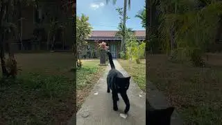 #cat_features #cat #cats #catlover #catlady #catlover