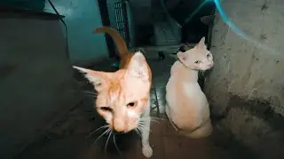 Feeding Stray Cats at the Local Market 289 | Quiet Cat Moments with English Subtitles