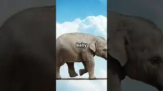 Elephant vs. Dog: A Tale of Patience 🐘🐶  #Inspiration #LifeLessons #ElephantVsDog