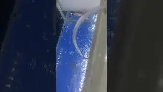 My Super Red Arowana part 3. #arowana #fish #fishtank #ornamentalfish #fishing