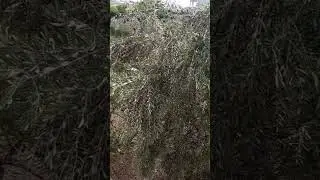 نهار زوين وسط فيرمة الزيتون نتمنى ينال اعجابكم 
