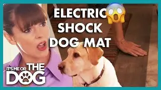 Dog Gets Electro Shock When Running Out the Door😨 | It&rsquo;s Me or The Dog