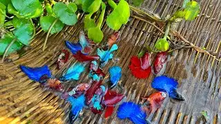 Wow wow fishing | found a lot of colorful betta fish & cute Turtle in the beautiful place