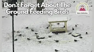 What's the BEST Way to Feed Ground Birds