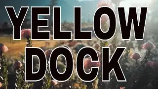 YELLOW DOCK