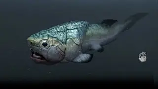 Placoderms of the Devonian Sea.