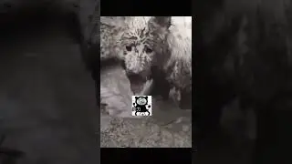 #funny #viral #video #dog #content #shortvideo #shorts #video