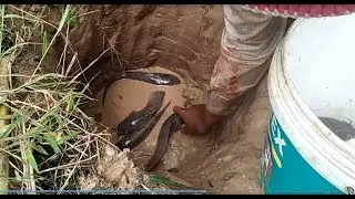 Cambodia Deep hole fish trap catch a lot of fish.