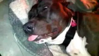 Pitbull dreaming