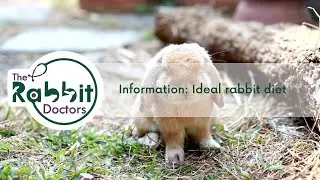 Information - Ideal Rabbit Diet