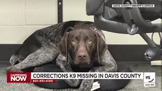 German shorthair K-9 missing out of Davis County, sheriff says