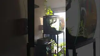 sunlight and shadows (Magical Moments in The Microverse)