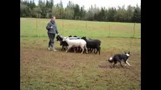 Dancing With Sheepdogs - Pembroke Farm 2010
