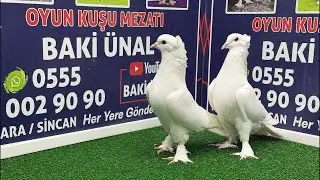 🏆❗👑 Canlı Güvercin Mezatı #Mezat BAKİ ÜNAL 🏆❗👑