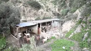 pastori e capre della calabria greca