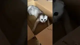 Мия #memes #cat #музыкаонлайн #novel #automobile #топ #comedy #котик #кот #котики