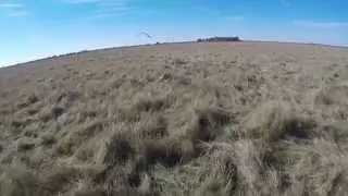 Ferruginous Hawk Falconry on Jackrabbits