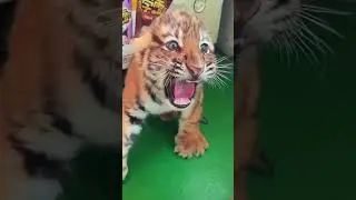 🐯🐯🐯OMG!!! so fierce  #tigercub #tiger #kitten #foryou #fpy #cute #kitty #zoo #adorable