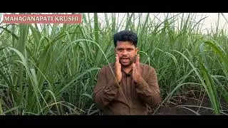 MOP (Muriate of potash) Fertilizer. Benefits of MOP (Potassium - K) fertilizer in Agriculture. 