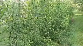 Тройчатая оранжевая живая изгородь.