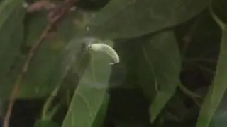 Tawny emperor caterpillar does silk donuts