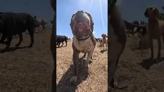 Group Play - Jame Dog Daycation
