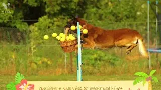 #Top10cute dogs|Top10 danger dogs|new dogs video|animals plant|cute pets video|cute cute animals||