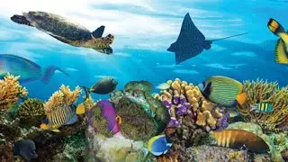 Let's Go To Fiji & Australia - Travelmation