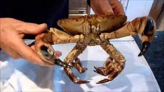 live crab