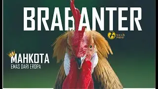 Pesona Eksotis Ayam Brabanter Asli #tailsandfriend