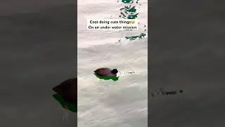 Coot doing cute things 😂