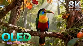 Astonishing Birds of Nature | 16K HDR 240fps Dolby Vision