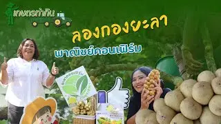เกษตรทำกิน ตอนลองกองยะลา พาณิชย์คอนเฟิร์ม