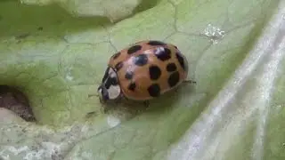 Ladybugs for Aphid Control