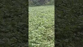 Farming#kheti#urad#ganv#khet#village life#rural india
