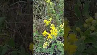 Solidago Rigdia or Goldenrod Stiff