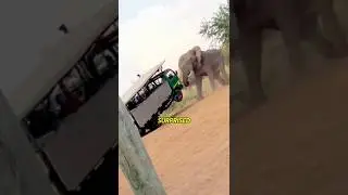 The Secret of the Elephant's Trunk !  #facts#shorts