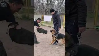 🤣😱САМАЯ ДОБРАЯ‼️ Немецкая овчарка. Дрессировка собак. Одесса.