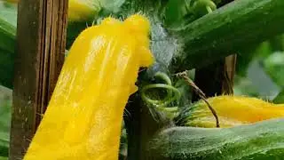 Harvesting Zucchini | Courgette | Baby marrow | Summer Squash | Homegrown Pure Organic in 4K UHD