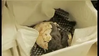 African penguin chick hatches at SANCCOB's Chick Rearing Unit