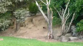 waiatarua reserve