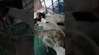 വളർത്താനും ക്രോസ്സിങ്ങിനും പച്ചിയ ആടുകൾ