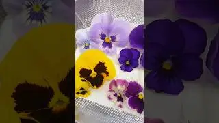 ЛУЧШИЕ 2 съедобных цветка для выпечки. 🧑&zwj;🍳#съедобныерастения #съедобныецветы #съедобноесадоводство