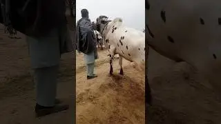 the biggest bull #mandivlogs #dhanibull #fatehjangibull #cowsmandi #qasmivlogs