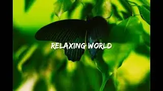 Nature relaxsetion helling soul refreshing music for meditation