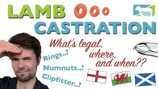 Lamb Castration methods and the Law - Where do the new devices stand?