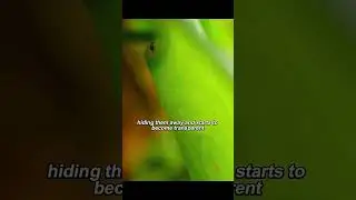 Frog that can become invisible #Wildlife #ParrotSnake #Invisible #Frog #Snake #Discovery #Speices